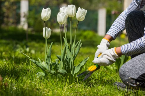 Professional tree pruning for a residential garden in Cricklewood