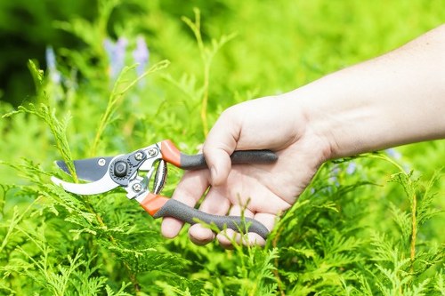 Arborist shaping and reducing a mature tree canopy in northwest London